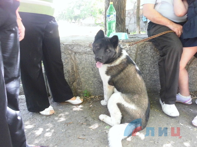 Открытая выставка собак в Луганске, 23 мая 2015 года