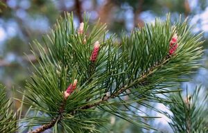 Восемь лесхозов Республики начали заготовку и реализацию новогодних деревьев – Минприроды