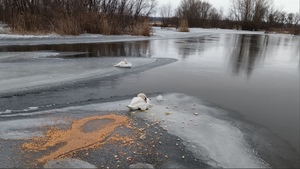 Сотрудники МЧС спасли лебедя, вмерзшего в лед на реке Айдар