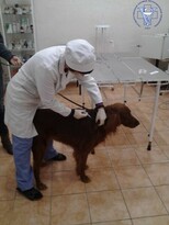 Ветеринары ЛНР за 9 месяцев привили от бешенства более 31 тыс. домашних животных
