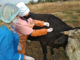Ветеринары с сентября обработали и вакцинировали около 12 тыс. голов КРС - ГСВМ