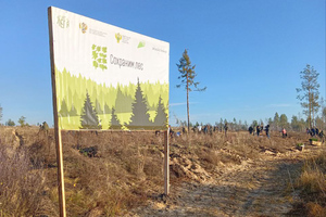 Лесники и экологи высадили в Станично-Луганском лесничестве 58 тыс. саженцев сосны