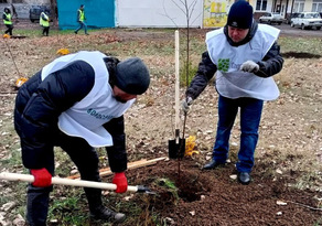 Экологи и коммунальщики в рамках акции высадили в Луганске 800 деревьев – Минприроды